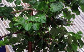 Image result for Premna mooiensis