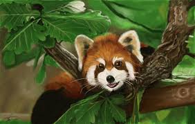 Red Panda Red Panda Panda Animals