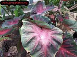 Caladium Plant Care Caladium Plant Care Plants