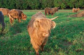 Our livestock insurance is designed to protect your wallet and your animals, whether that means a pen that holds dairy cows or a pasture full of cattle. You Can Get Yourself A Fluffy Miniature Cow For A Pet