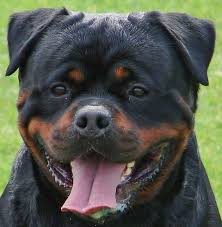 A youth dog can get pano in the joints from growing to fast. Rottweiler Dog Photo Van Haysherak Rottweilers Male Rottweiler Stud Dog Rottweiler Stud Rottweiler Breed Rottweiler Dog Photos Rottweiler Dog