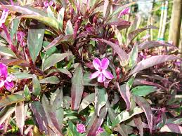 Image result for Barleria obtusa