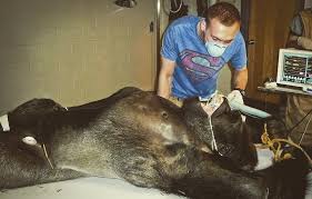 Apply to pet groomer, dog trainer, veterinary assistant and more! Flo The Exotic Vet Dr Modesto Facebook