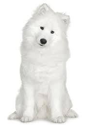 21 Dog Breeds That Look Like Bears Or Teddy Bears Playbarkrun