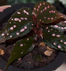 Image result for Begonia ampla