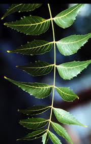 Neem leaves powder 100% pure green dry natural neem leaves are widely sought after and are a major industry in the subcontinents, as these valuable leaves can be used for many different things. Neem Tree Infonet Biovision Home