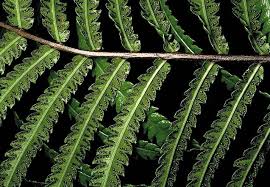 Image result for Cyclosorus striatus