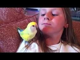 Bird pulls out boy's tooth