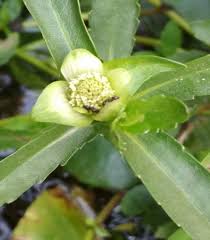 Image result for Enydra fluctuans