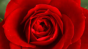 Must Read Article On The Most Beautiful Flowers In The World Luxury Activist Beautiful flowers wallpaper flowers nature. article on the most beautiful flowers