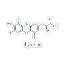 Image result for Thyroxine