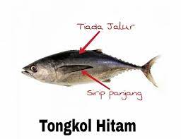 Selain itu acar timun juga disediakan. Rasa Tongkol Hitam Vs Tongkol Putih Korang Tahu Tak Facebook