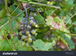 Image result for peronospora grapevine