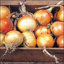 Ailsa craig exhibition onions pk/100. Ailsa Craig Onion This Grew Well For Me 2012 Planet Natural Seeds Onion