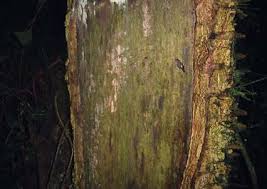 Image result for Millettia psilopetala