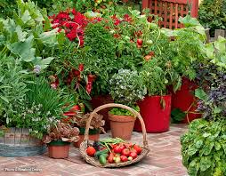 We did not find results for: Five Easy Vegetables To Grow Garden Gate