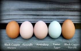 Which Breeds Of Chickens Lay Colored Eggs Fresh Eggs Daily