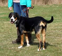 Entlebuch is a region in the canton of lucerne in switzerland. Grosser Schweizer Sennenhund Hunde