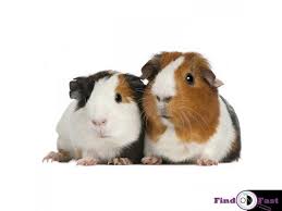 Check spelling or type a new query. Buy Healthy Guinea Pigs For Sale In Ghaziabad At Affordable Price