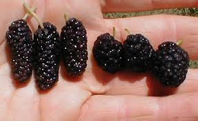 Check spelling or type a new query. Mulberries Ask The Green Genie