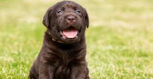 Maybe you would like to learn more about one of these? Duree De Vie D Un Chien Labrador