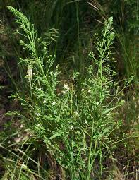 Image result for Thesium megalocarpum