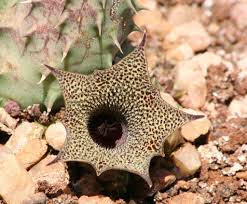 Image result for Huernia hislopii