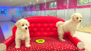 Satilik Toy Poodle Yavrulari Youtube