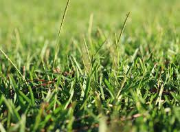 Augustine, zoysia and bermuda grass. Centipede Grass The Pros And Cons The Ultimate Guide
