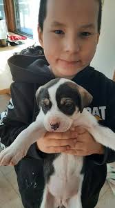 30$ rehome fee she needs a home asap we dont spend as much time with her