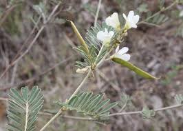 Image result for Tephrosia montana