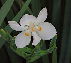 Image result for Dietes flavida