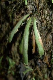 Image result for Grammitis