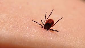 Boala lyme (sau borrelioza lyme) este o boală infecțioasă cauzată de o bacterie din clasa spirochetelor, borrelia burgdorferi.afecțiunea poate da o multitudine de manifestări cutanate, musculoscheletale, neurologice și chiar cardiace.inocularea bacteriei în organismul uman are loc prin muşcătura de căpuşă.căpușele din genul ixodes sunt cele care găzduiesc b. Boala Lyme Boala Cu O Mie De FeÈ›e