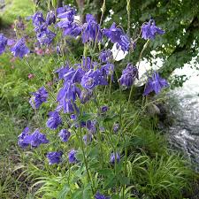 Image result for Aquilegia vulgaris Tower Mix