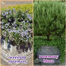 Look through examples of menegak translation in sentences, listen to pronunciation and learn grammar. Pokok Rosemary Weeping Dan Menegak Biasa Herbs English Shopee Malaysia