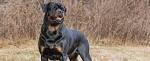 Rottweiler Dog Breed Information - American Kennel Club
