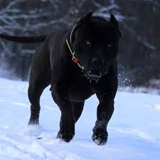 Xxl Designer Pitbulls Home Dogs Pitbulls Bully Breeds Dogs