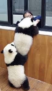 Da Vontade De Amassar De Tao Fofinho Panda Bear Cute Animals Baby Panda Bears