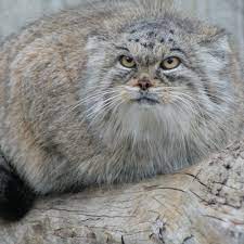 Zoología mamífero carnívoro doméstico, de la familia de los félidos, de cabeza redonda, cola larga, patas cortas con fuertes uñas. Welche Art Von Katze Ist Auf Dem Bild Globalquiz Org