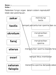 Sistem reproduksi pada manusia merupakan suatu rangkaian proses berkembang biak yang menghasilkan keturunan. Lembaran Kerja
