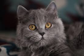 Kedi Cinsleri British Longhair