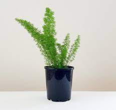On Trend And Easy To Care For Not Technically A Fern The Foxtail Looks Soft And Delicate With Arching Plume Foxtail Fern Asparagus Fern Plastic Nursery Pots