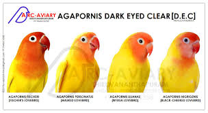 Black Birds You Can Have As Pets Akhilchandrika Agapornis Dark Eyed Clear D E C Bird Breeds Love Birds African Lovebirds