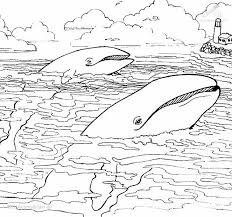 Orca Wal Malvorlage Coloring And Malvorlagan