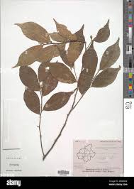 Image result for Dichapetalum