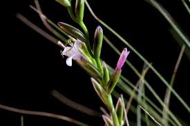 Image result for Tridactyle filifolia