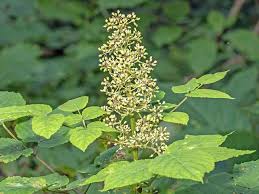 Image result for Araliaceae