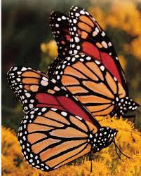 Monarch Butterflies Monarcas Mariposas Ecosistemas