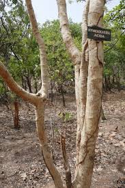 Image result for Hymenocardia